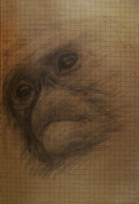 monkey